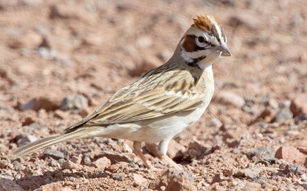 Lark Sparrow Chondestes grammacus 