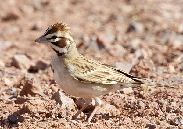 Lark Sparrow Chondestes grammacus 