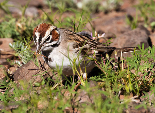 Lark Sparrow Chondestes grammacus 
