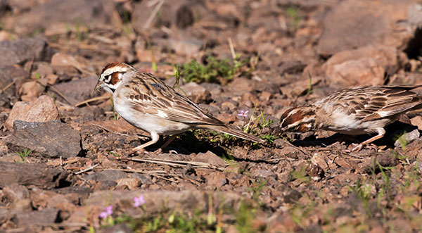 Lark Sparrow Chondestes grammacus 