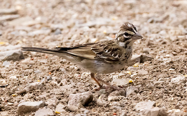 Lark Sparrow Chondestes grammacus 