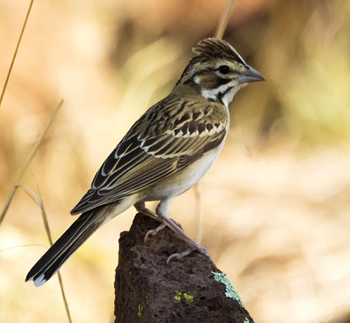 Lark Sparrow Chondestes grammacus 