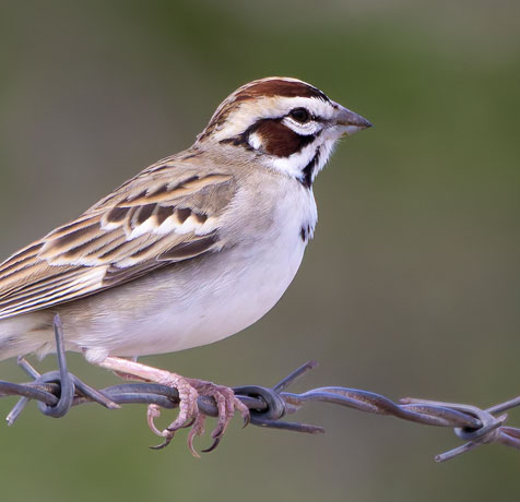 Lark Sparrow Chondestes grammacus 
