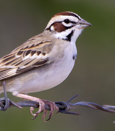 Lark Sparrow Chondestes grammacus 