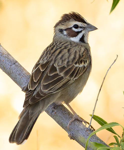 Lark Sparrow Chondestes grammacus 
