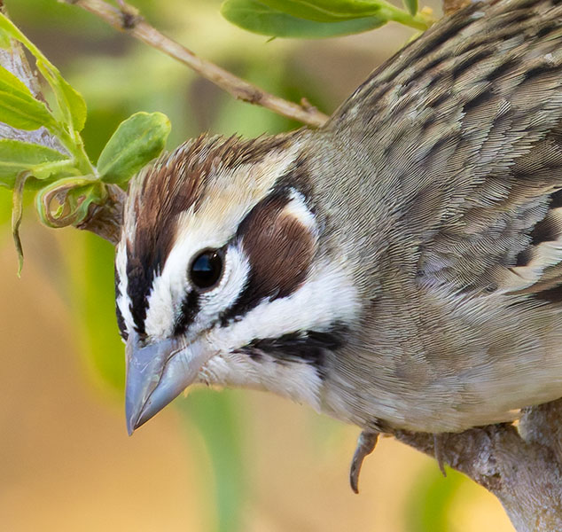 Lark Sparrow Chondestes grammacus 