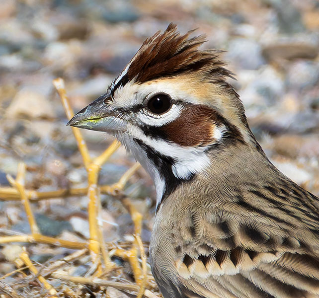 Lark Sparrow Chondestes grammacus 