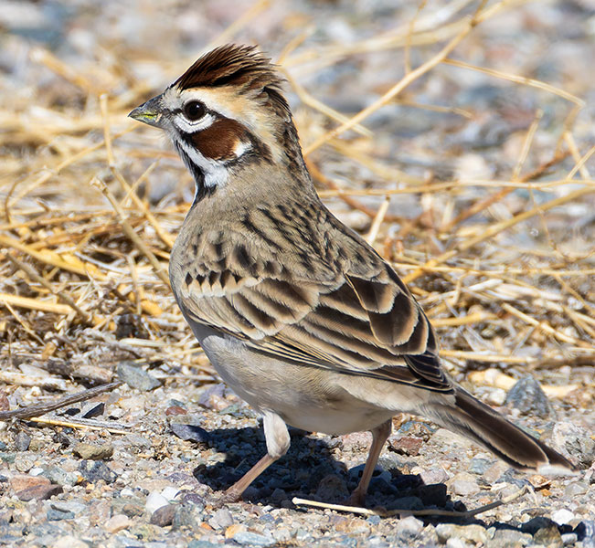 Lark Sparrow Chondestes grammacus 