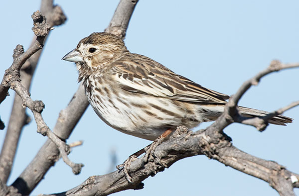 Lark Bunting Calamospiza melanocorys