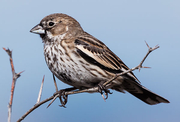 Lark Bunting Calamospiza melanocorys