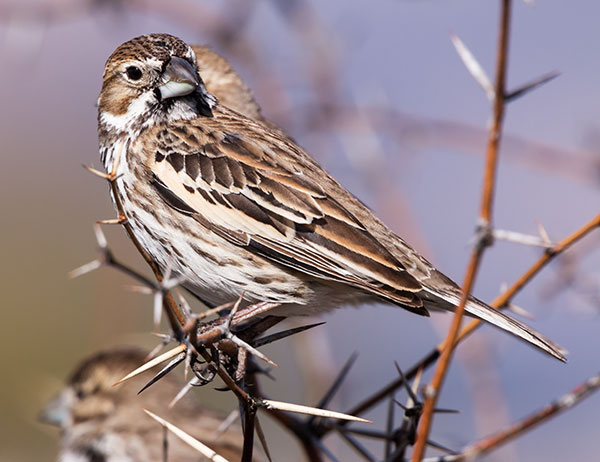 Lark Bunting Calamospiza melanocorys