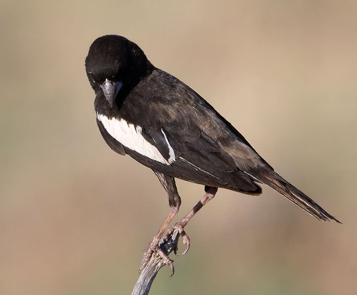 Lark Bunting Calamospiza melanocorys