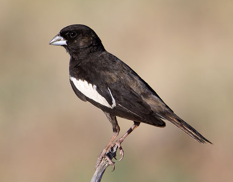 Lark Bunting Calamospiza melanocorys