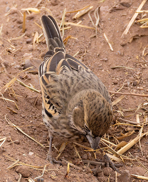 Lark Bunting Calamospiza melanocorys