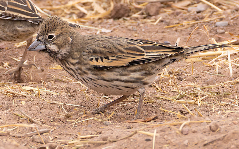 Lark Bunting Calamospiza melanocorys