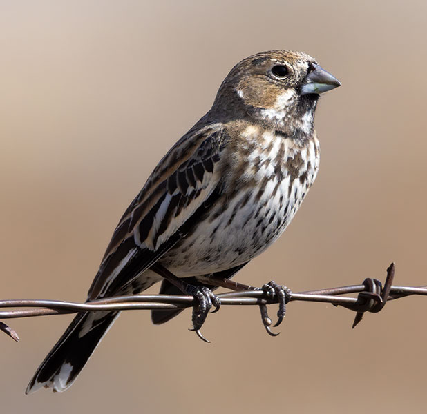 Lark Bunting Calamospiza melanocorys
