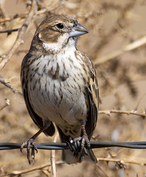 Lark Bunting Calamospiza melanocorys