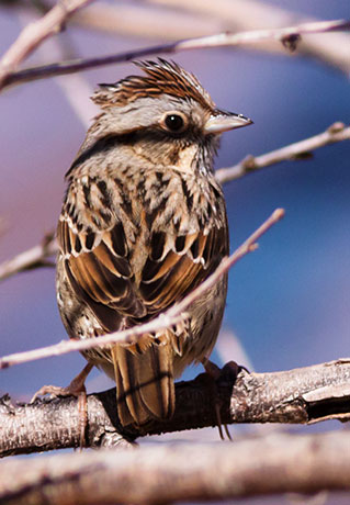 Lincoln's Sparrow Melospiza lincolnii 
