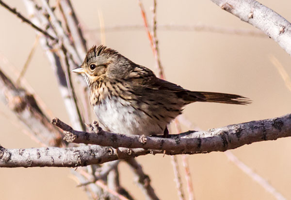 Lincoln's Sparrow Melospiza lincolnii 