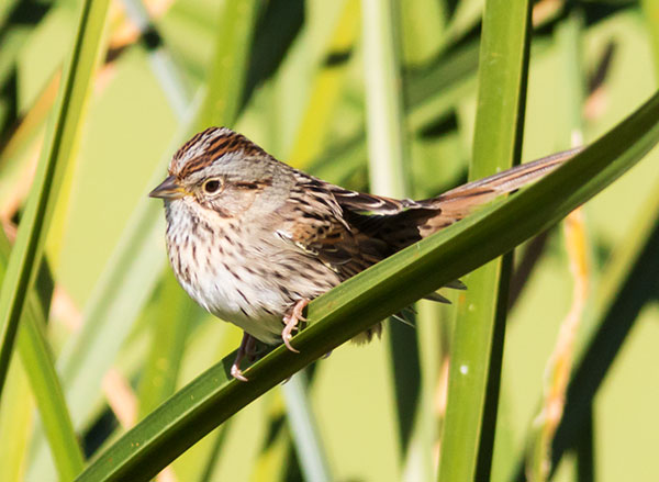 Lincoln's Sparrow Melospiza lincolnii 