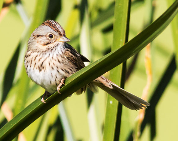 Lincoln's Sparrow Melospiza lincolnii 