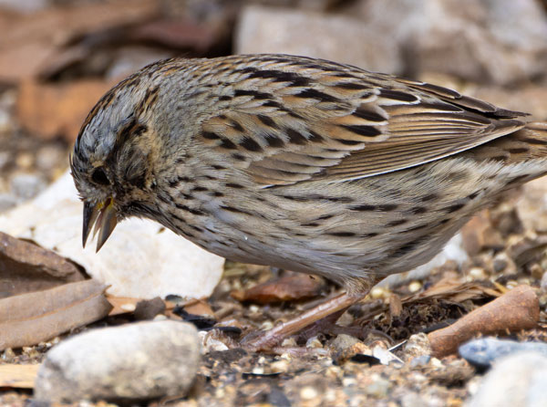 Lincoln's Sparrow Melospiza lincolnii 
