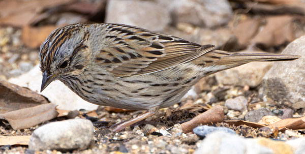 Lincoln's Sparrow Melospiza lincolnii 
