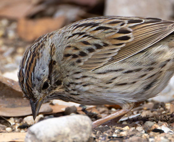 Lincoln's Sparrow Melospiza lincolnii 