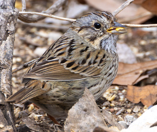 Lincoln's Sparrow Melospiza lincolnii 
