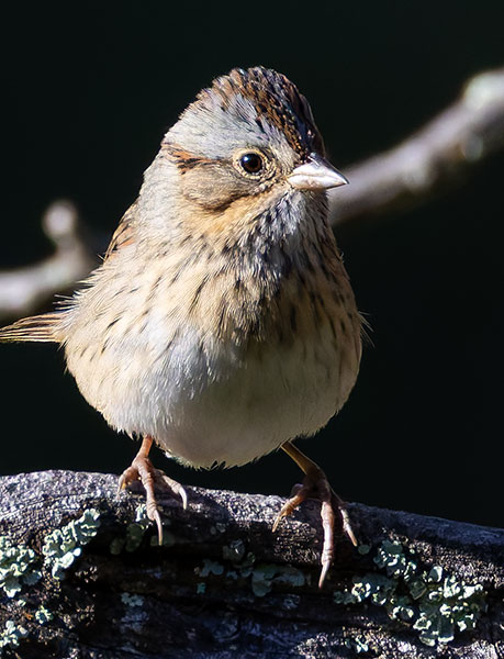 Lincoln's Sparrow Melospiza lincolnii 