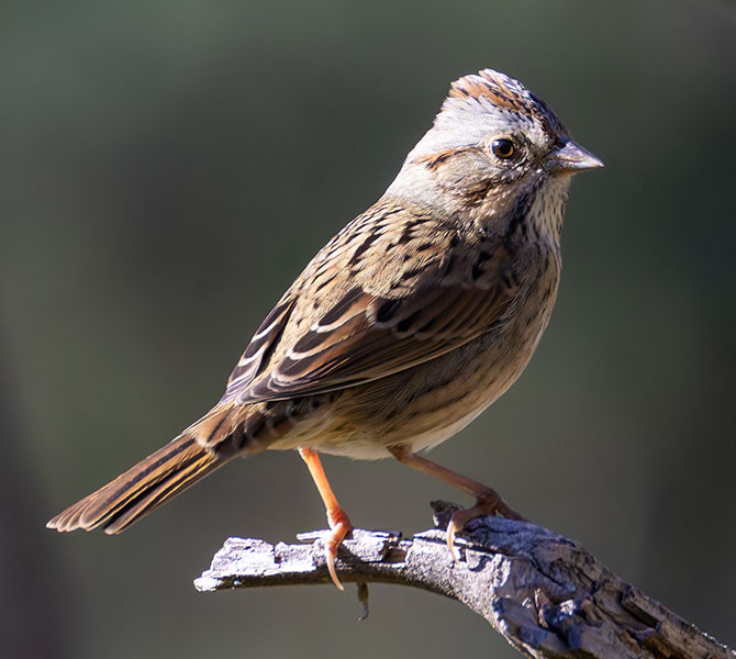 Lincoln's Sparrow Melospiza lincolnii 