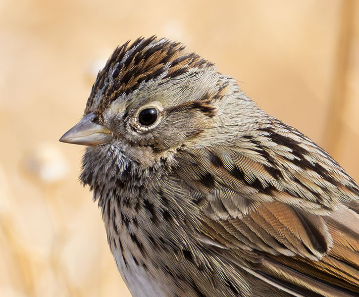 Lincoln's Sparrow Melospiza lincolnii 