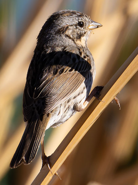 Lincoln's Sparrow Melospiza lincolnii 