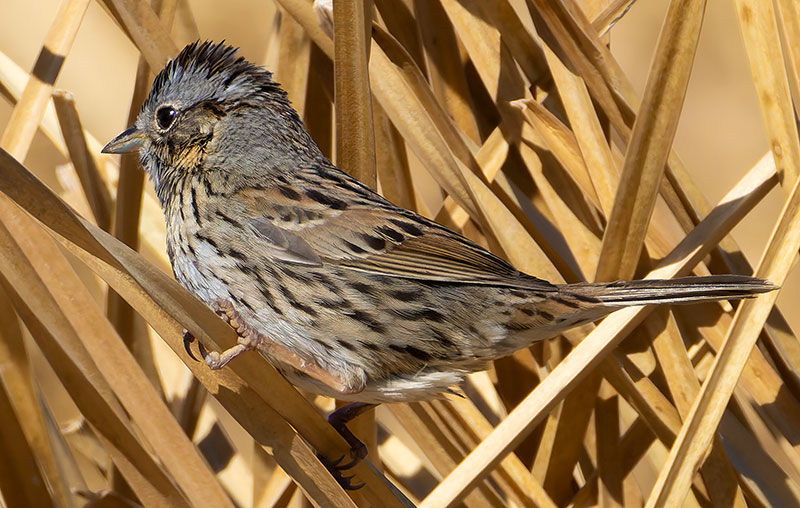 Lincoln's Sparrow Melospiza lincolnii 