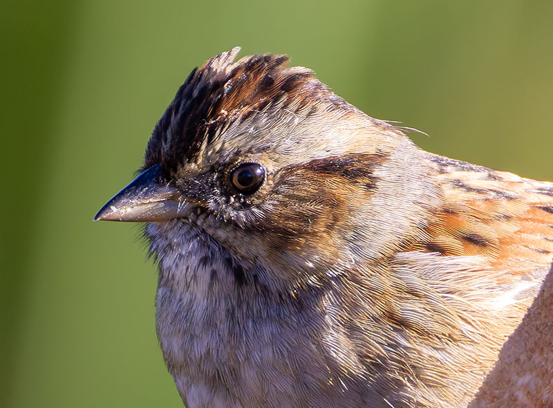 Lincoln's Sparrow Melospiza lincolnii 