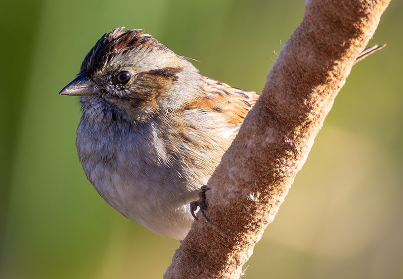 Lincoln's Sparrow Melospiza lincolnii 