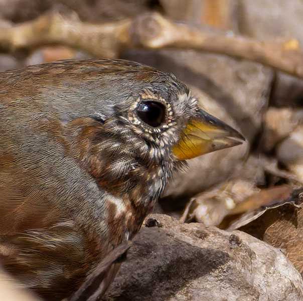 Red Fox Sparrow Passerella iliaca altivagans