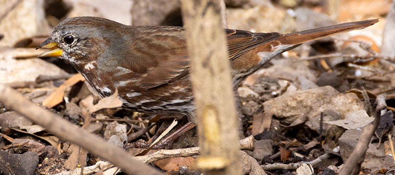 Red Fox Sparrow Passerella iliaca altivagans