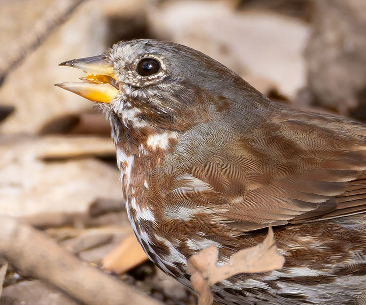 Red Fox Sparrow Passerella iliaca altivagans
