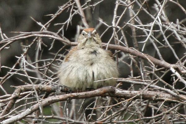Rufous-crowned Sparrow Aimophila ruficeps 