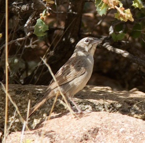 Rufous-crowned Sparrow Aimophila ruficeps 