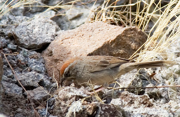 Rufous-crowned Sparrow Aimophila ruficeps 