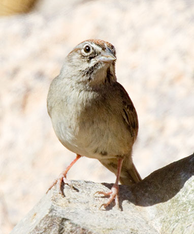 Rufous-crowned Sparrow Aimophila ruficeps 