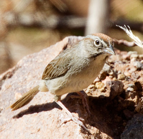 Rufous-crowned Sparrow Aimophila ruficeps 