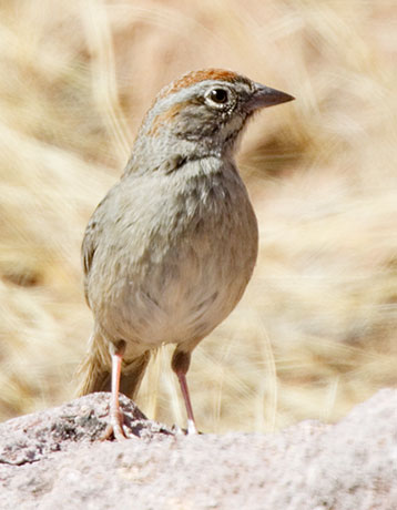 Rufous-crowned Sparrow Aimophila ruficeps 