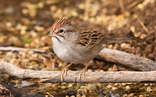 Rufous-crowned Sparrow Aimophila ruficeps 