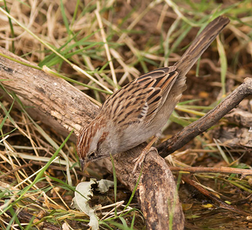 Rufous-crowned Sparrow Aimophila ruficeps 