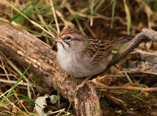 Rufous-crowned Sparrow Aimophila ruficeps 