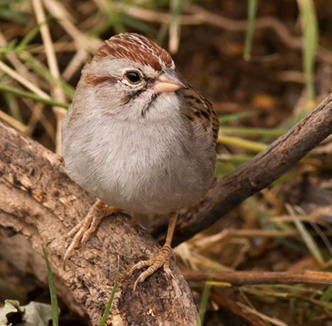 Rufous-crowned Sparrow Aimophila ruficeps 