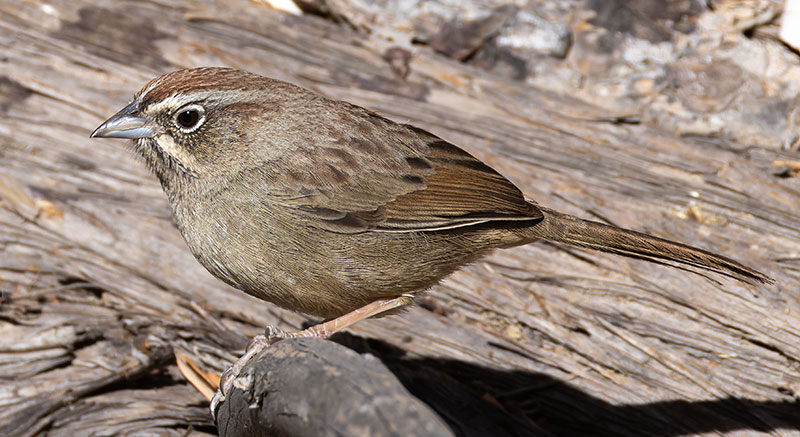 Rufous-crowned Sparrow Aimophila ruficeps 